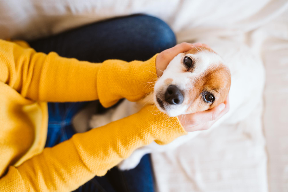 pets insurance M&A